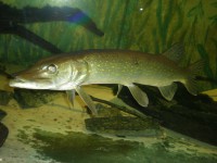 /album/aqua-terra-95/p8270039-jpg/