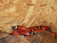 /album/aqua-terra-95/dscf0177-jpg/