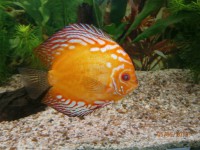 /album/aqua-terra-95/p5050023-jpg/