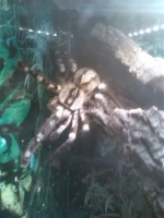 /album/aqua-terra-95/tigervogelspinne-jpg/